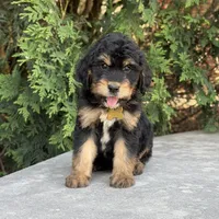 Daisy, a female Bernedoodle and Golden Mountain Doodle for sale in Wolcott, IN – 1 of 10