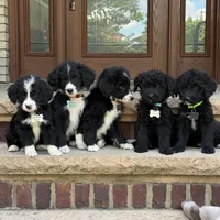 Sadie, a female Goldendoodle and Golden Mountain Doodle for sale in Wolcott, IN – 5 of 6