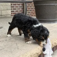 Aspen - Crate Trained, a female Goldendoodle and Bernedoodle for sale in Wolcott, IN – 5 of 7