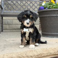 Aspen - Crate Trained, a female Goldendoodle and Bernedoodle for sale in Wolcott, IN – 4 of 7