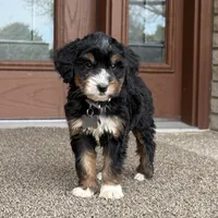 Aspen - Crate Trained, a female Goldendoodle and Bernedoodle for sale in Wolcott, IN – 3 of 7