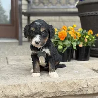 Aspen - Crate Trained, a female Goldendoodle and Bernedoodle for sale in Wolcott, IN – Photo 2 of 6