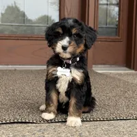 Aspen - Crate Trained, a female Goldendoodle and Bernedoodle for sale in Wolcott, IN – 6 of 7