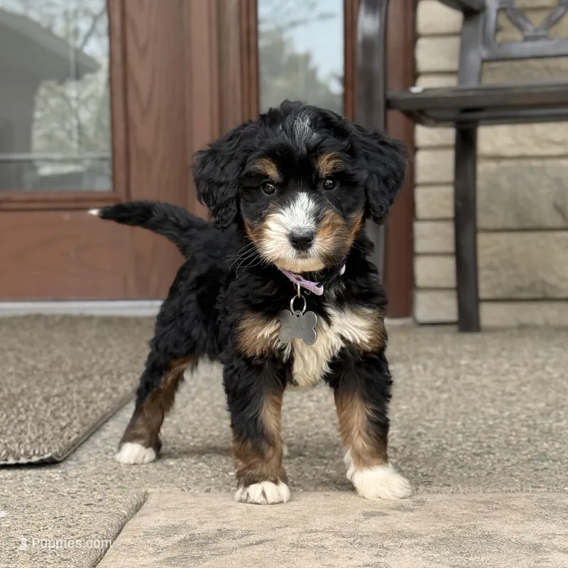 Aspen - Crate Trained – Goldendoodle, Bernedoodle puppy for sale in Wolcott, IN