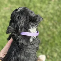 Aspen - Crate Trained, a female Goldendoodle and Bernedoodle for sale in Wolcott, IN – Photo 4 of 6