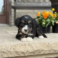 Aspen - Crate Trained, a female Goldendoodle and Bernedoodle for sale in Wolcott, IN – Photo 3 of 6