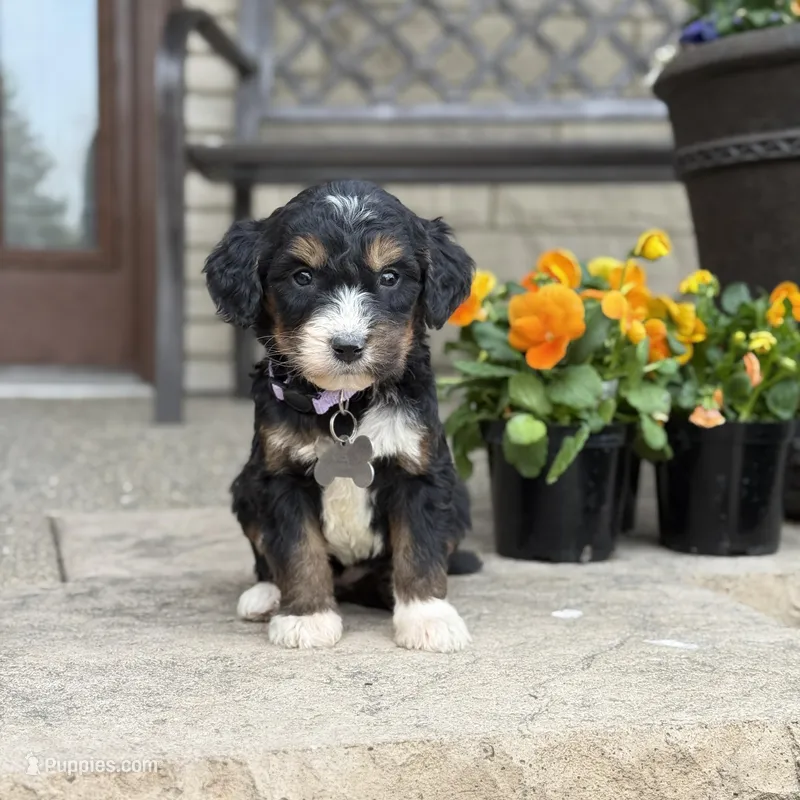 Aspen – Goldendoodle, Bernedoodle puppy for sale in Wolcott, IN