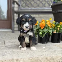 Aspen - Crate Trained, a female Goldendoodle and Bernedoodle for sale in Wolcott, IN – Photo 1 of 6