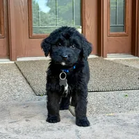Milo, a male Goldendoodle and Golden Mountain Doodle for sale in Wolcott, IN – 3 of 7