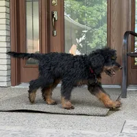 Bear, a male Goldendoodle and Bernedoodle for sale in Wolcott, IN – 4 of 7