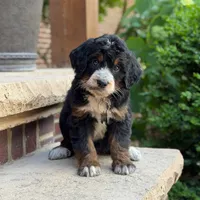 Poppy, a female Bernedoodle and Golden Mountain Doodle for sale in Wolcott, IN – 6 of 10
