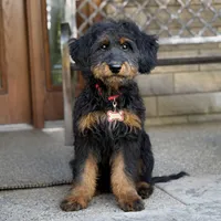 Bear, a male Goldendoodle and Bernedoodle for sale in Wolcott, IN – 1 of 7