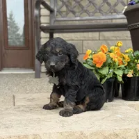 Heidi - Fully Tested, a female Bernedoodle and Golden Mountain Doodle for sale in Wolcott, IN – Photo 2 of 6