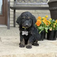 Heidi - Fully Tested, a female Bernedoodle and Golden Mountain Doodle for sale in Wolcott, IN – Photo 4 of 6