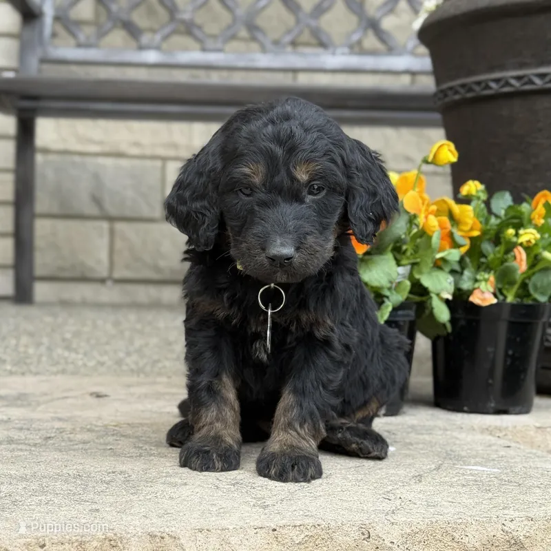 Heidi – Goldendoodle, Bernedoodle puppy for sale in Wolcott, IN