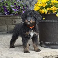 Juno, a male Goldendoodle and Bernedoodle for sale in Wolcott, IN – 5 of 6