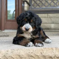 Poppy, a female Bernedoodle and Golden Mountain Doodle for sale in Wolcott, IN – 1 of 10