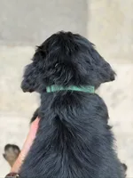 Jasper, a male Goldendoodle and Golden Mountain Doodle for sale in Wolcott, IN – 3 of 9