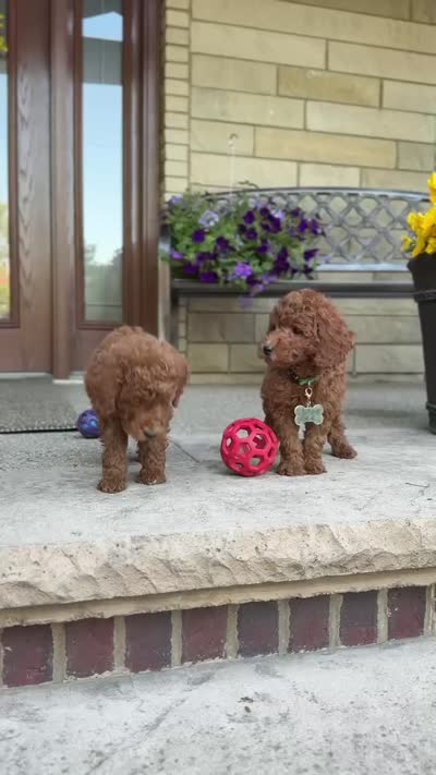 Winston, a male Poodle - Miniature  and Poodle - Standard  for sale in Wolcott, IN – 3 of 6