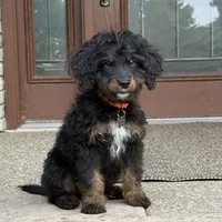 Juno, a male Goldendoodle and Bernedoodle for sale in Wolcott, IN – 1 of 6