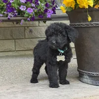 Sadie, a female Goldendoodle and Golden Mountain Doodle for sale in Wolcott, IN – 3 of 6