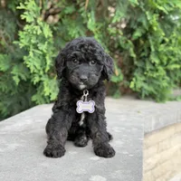 Leo, a male Goldendoodle and Golden Mountain Doodle for sale in Wolcott, IN – 7 of 10