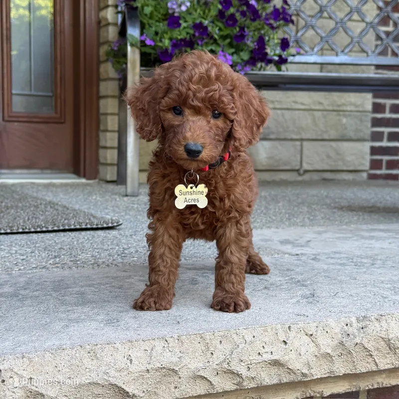 Winston – Poodle - Miniature , Poodle - Standard  puppy for sale in Wolcott, IN