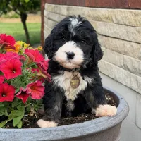 Oreo, a male Bernedoodle and Golden Mountain Doodle for sale in Wolcott, IN – 3 of 10