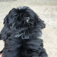 Oreo, a male Bernedoodle and Golden Mountain Doodle for sale in Wolcott, IN – 6 of 10