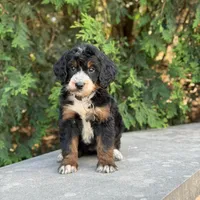 Poppy, a female Bernedoodle and Golden Mountain Doodle for sale in Wolcott, IN – 3 of 10