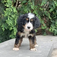Bandit, a male Goldendoodle and Golden Mountain Doodle for sale in Wolcott, IN – 5 of 9