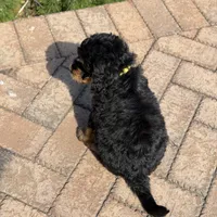 Daisy, a female Bernedoodle and Golden Mountain Doodle for sale in Wolcott, IN – 6 of 10