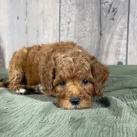 Toby - Moyen Poodle, a male Poodle - Miniature  for sale in Wolcott, IN – Photo 7 of 9