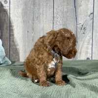 Toby - Moyen Poodle, a male Poodle - Miniature  for sale in Wolcott, IN – Photo 5 of 9