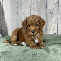 Toby - Moyen Poodle, a male Poodle - Miniature  for sale in Wolcott, IN – Photo 4 of 9
