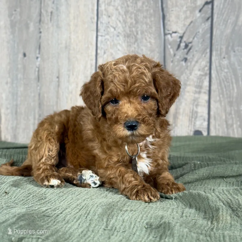 Toby - Moyen Poodle