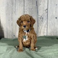 Toby - Moyen Poodle, a male Poodle - Miniature  for sale in Wolcott, IN – Photo 2 of 9