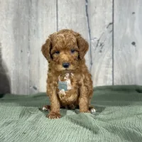Toby - Moyen Poodle, a male Poodle - Miniature  for sale in Wolcott, IN – Photo 3 of 9
