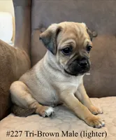 #227 Tri-Brown Male (lighter) curly pug tail, a male Jack Russell Terrier and Pug for sale in Loomis, CA – 4 of 4