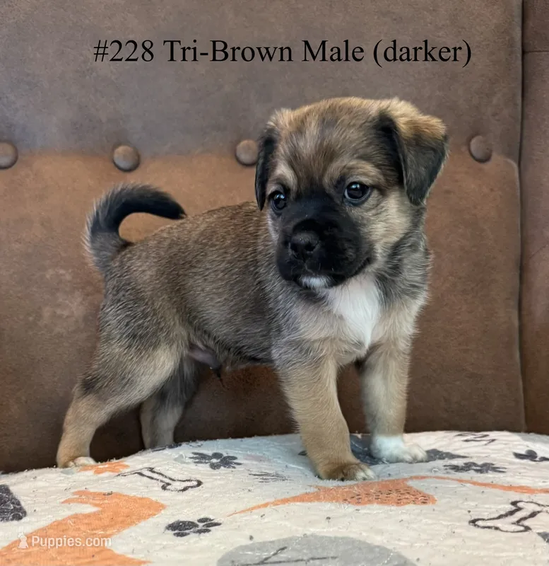 #228 Tri-Brown Male (darker) – Jack Russell Terrier, Pug puppy for sale in Loomis, CA