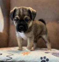 #228 Tri-Brown Male (darker), a male Jack Russell Terrier and Pug for sale in Loomis, CA – 3 of 3