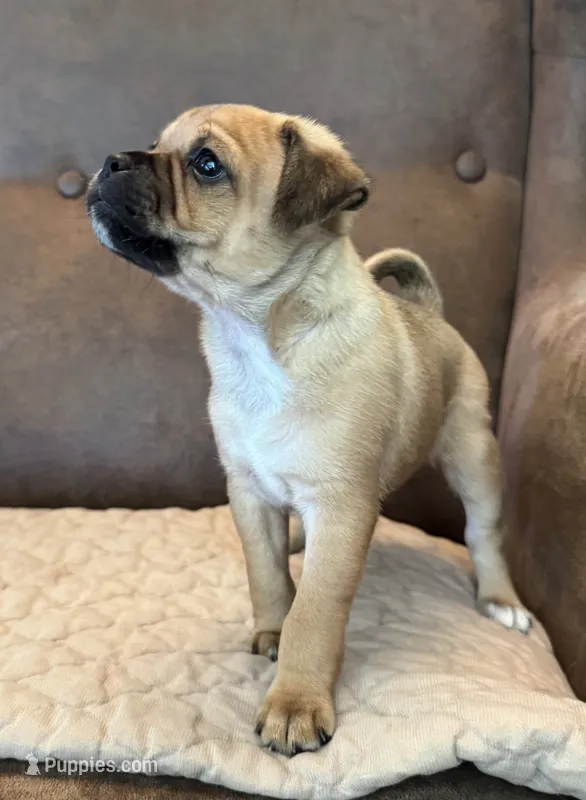 #227 Tri-Brown Male (lighter) curly pug tail – Jack Russell Terrier, Pug puppy for sale in Loomis, CA