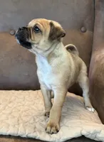 #227 Tri-Brown Male (lighter) curly pug tail, a male Jack Russell Terrier and Pug for sale in Loomis, CA – 1 of 4