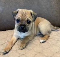 #227 Tri-Brown Male (lighter) curly pug tail, a male Jack Russell Terrier and Pug for sale in Loomis, CA – 3 of 4