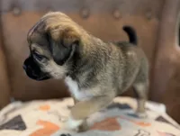 #228 Tri-Brown Male (darker), a male Jack Russell Terrier and Pug for sale in Loomis, CA – 2 of 3