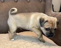#227 Tri-Brown Male (lighter) curly pug tail, a male Jack Russell Terrier and Pug for sale in Loomis, CA – 2 of 4
