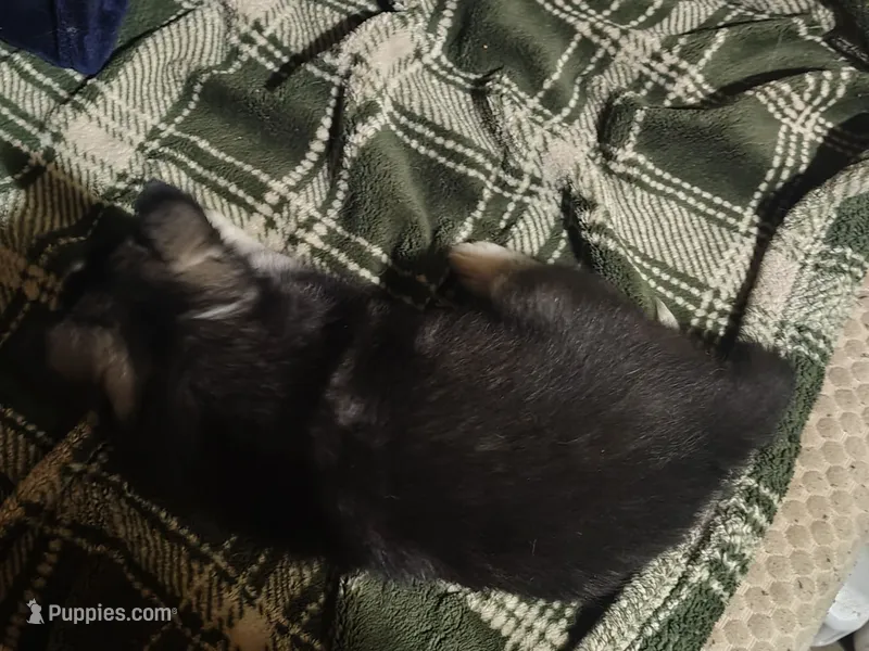 Black Girl – Siberian Husky puppy for sale in Louisville, KY