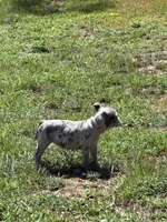Artemis , a female American Bully for sale in Camden, AR – 2 of 3