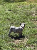 Artemis , a female American Bully for sale in Camden, AR – 3 of 3