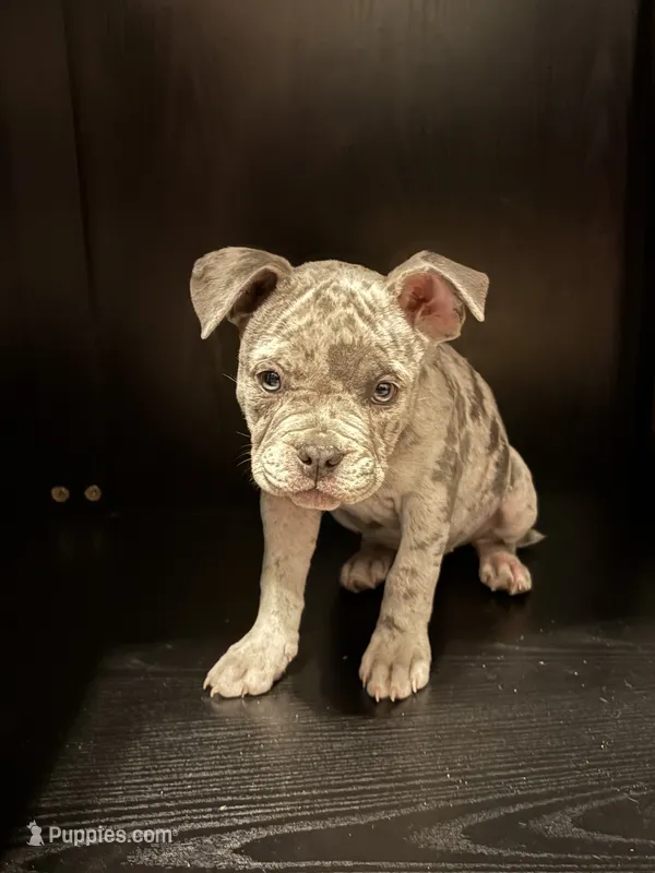 Artemis  – American Bully puppy for sale in Camden, AR